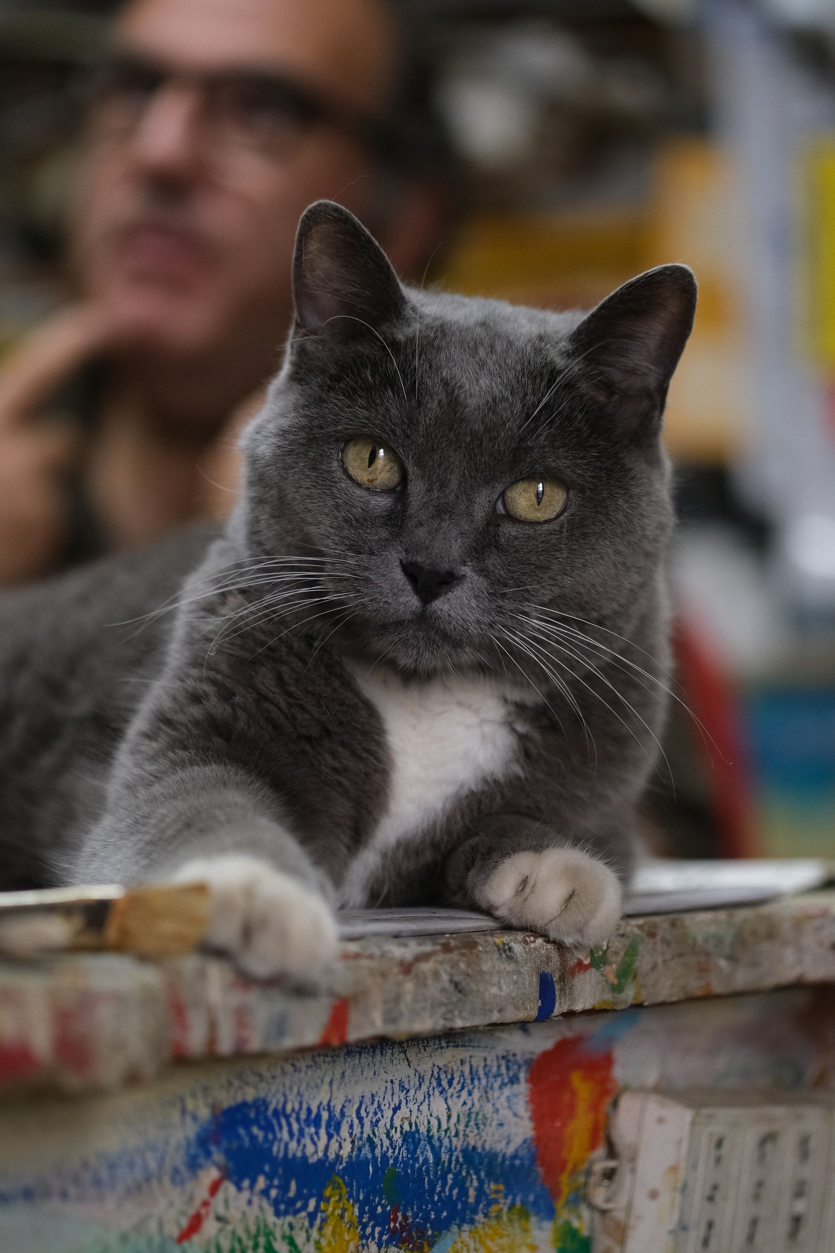 Un gatto grigio seduto sul banco macchiato di colore, con una persona sfocata alle spalle