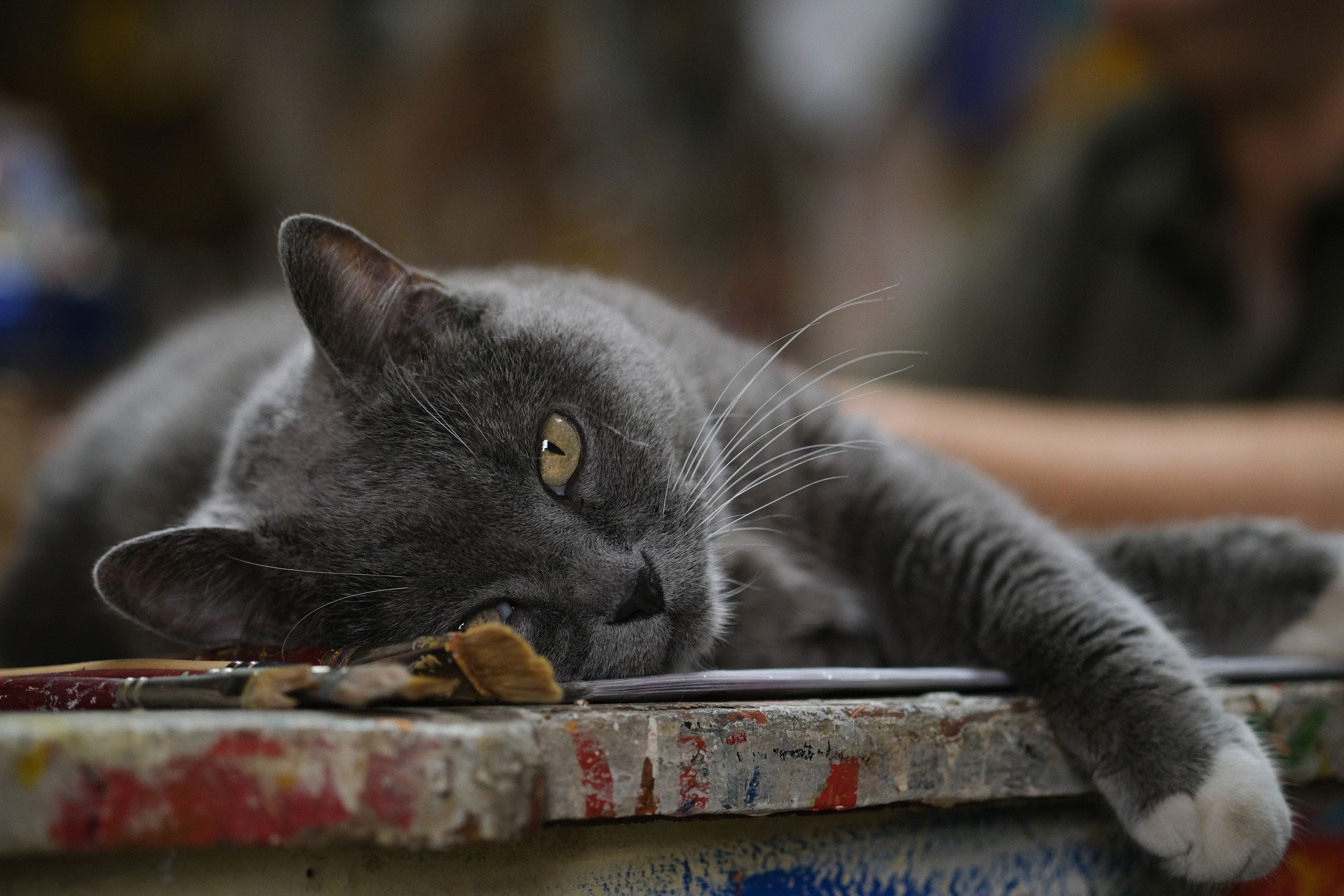 Un gatto grigio sdraiato sul bordo di un banco macchiato di colore