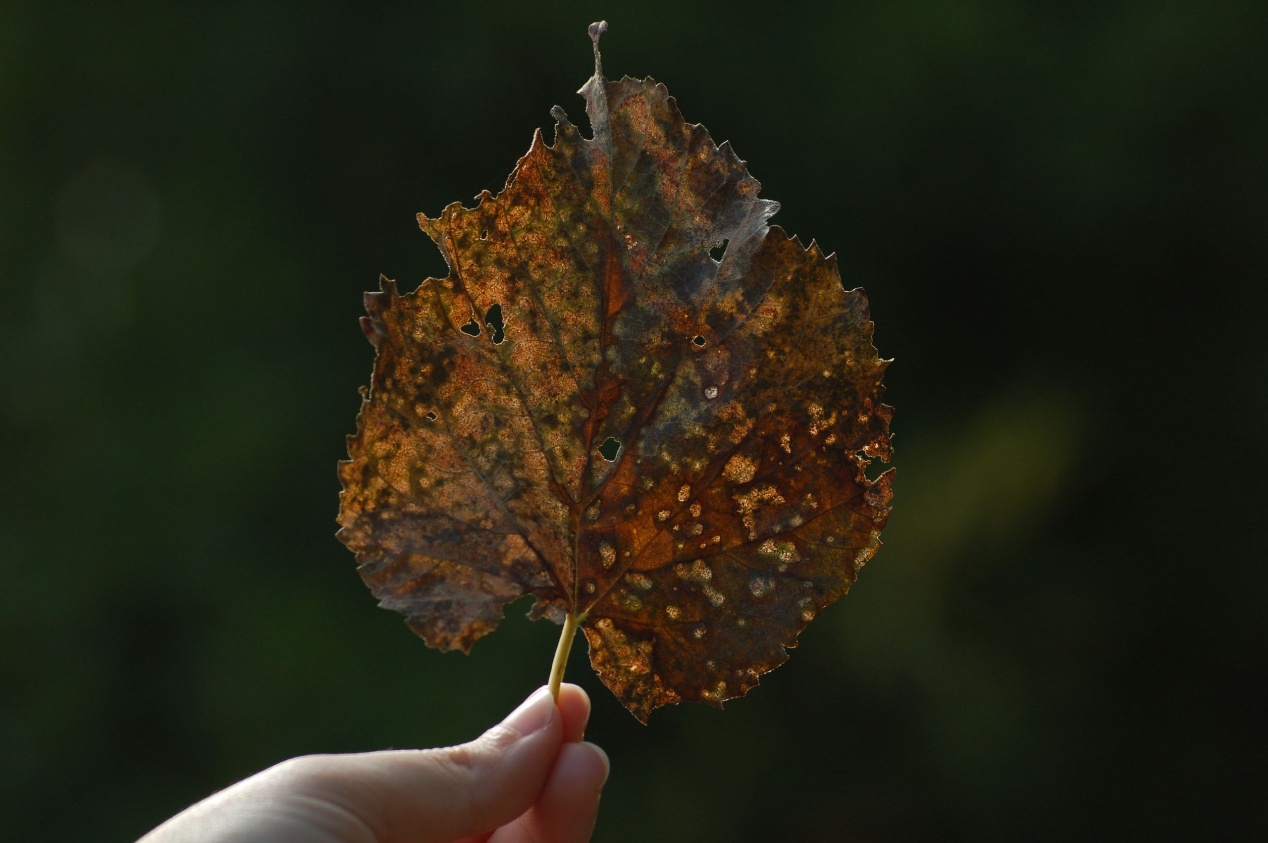 Una mano tiene per il picciolo una foglia secca, bucata e macchiata, contro un fondo scuro di vegetazione