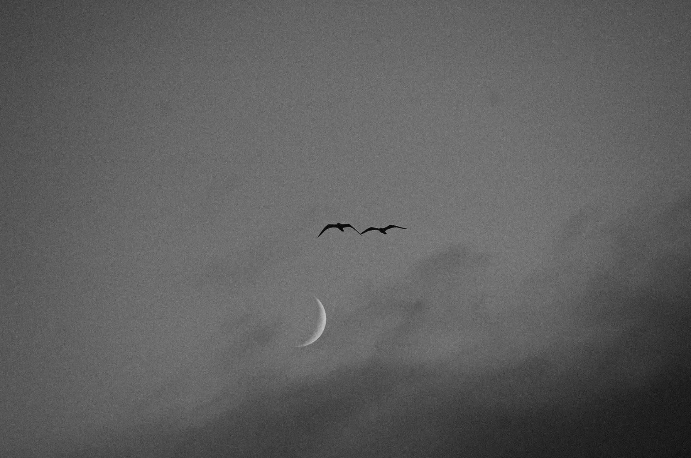 Due uccelli in volo sopra una sottile falce di luna, tra nuvole velate