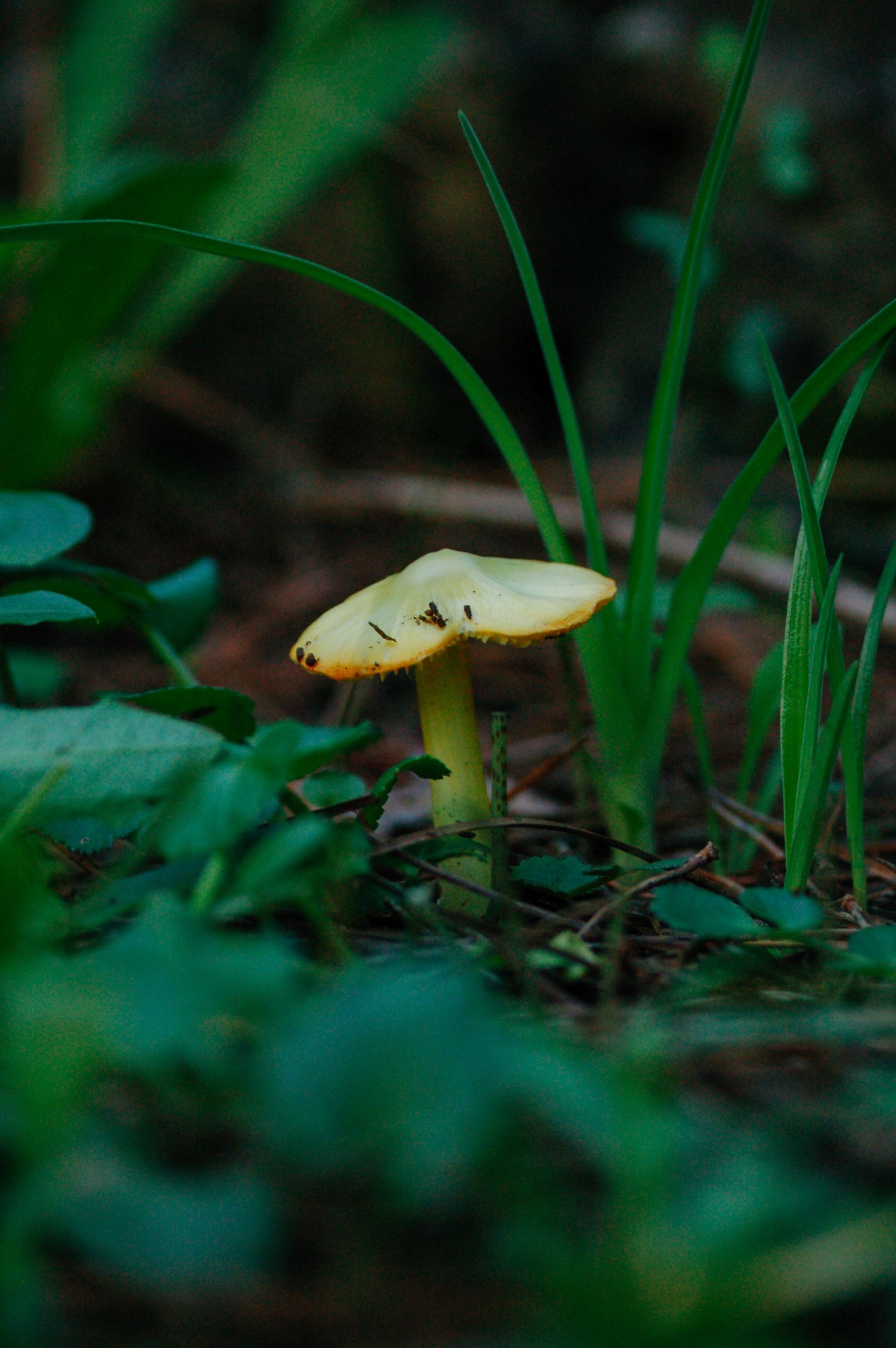 Un piccolo fungo dal cappello chiaro tra i fili d'erba del sottobosco