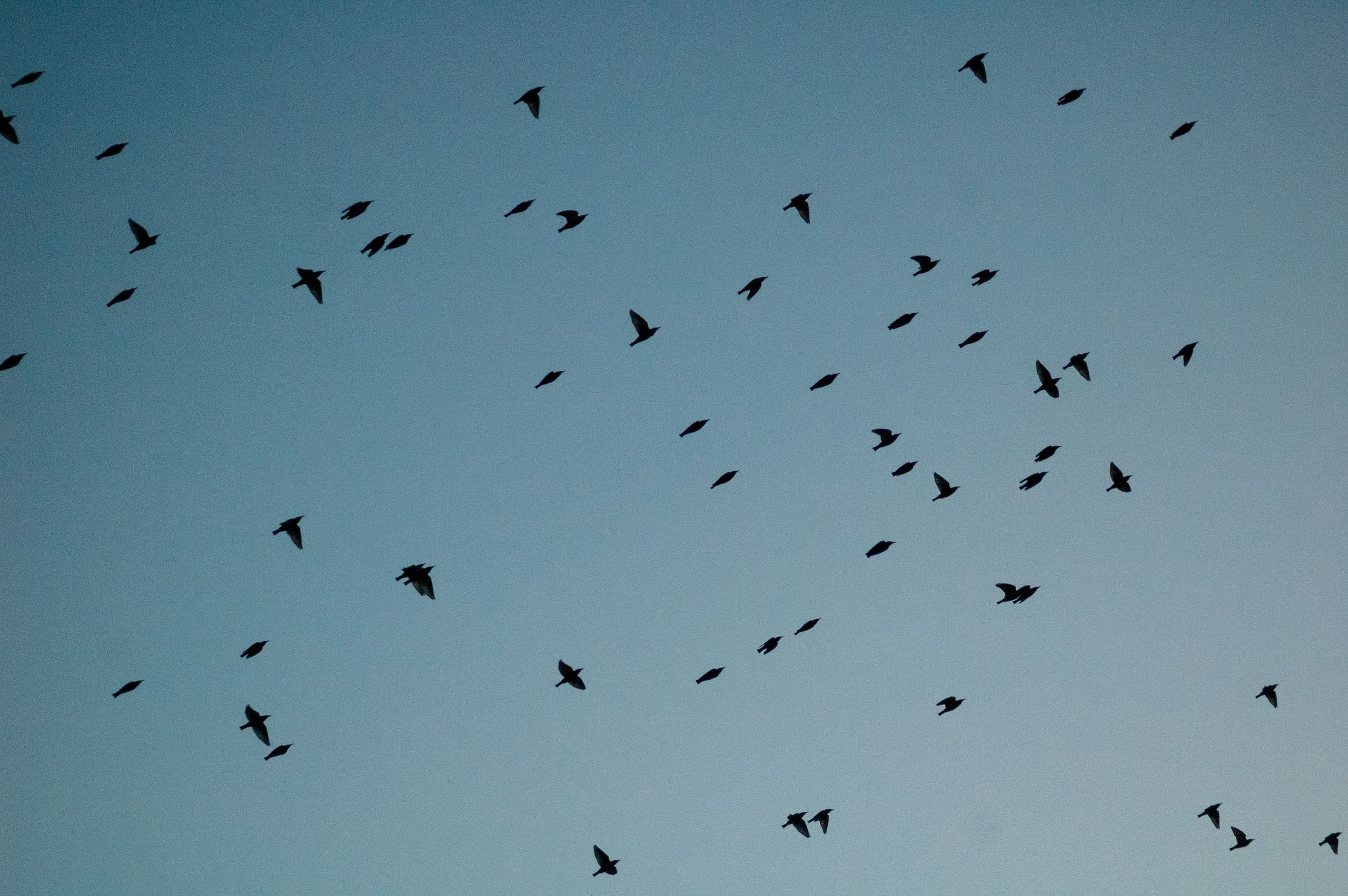 Uno stormo di rondini sparse in volo nel cielo sereno del giorno